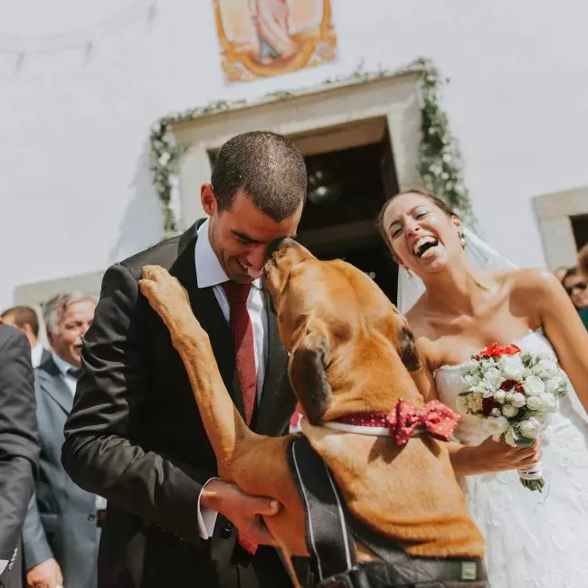 wedding photographer lisboa dog