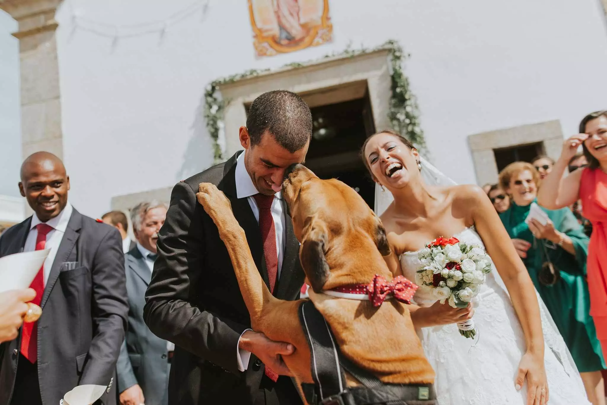 wedding photographer lisboa dog